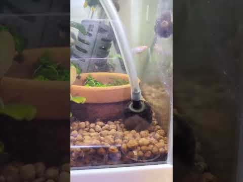 【アクアリウム飼育】繁殖させたメダカと繁殖させたエビ水槽