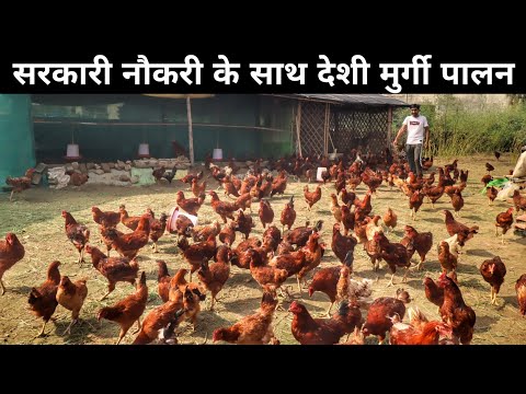 देशी मुर्गी पालन का बादशाह | Free Range Desi Murgi Palan | Desi Murgi Poultry Farming