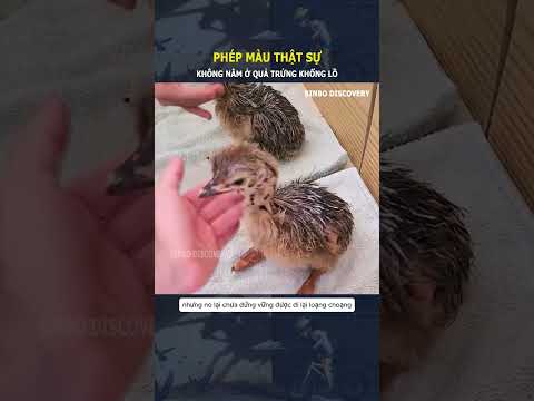 Phép màu thực sự, không nằm ở quả trứng khổng lồ#shorts