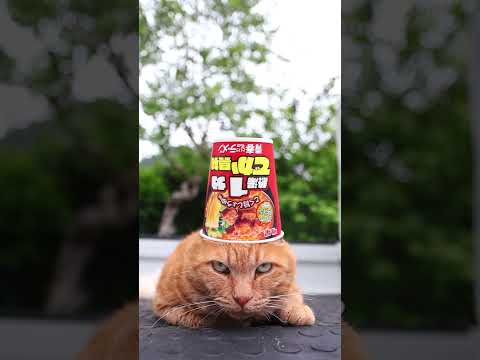猫の動画サムネイル - 青春という名のラーメン こく旨しょうゆ味　250730　#のせ猫　 #cat #cute #ネコ　 #ねこ　 #猫のいる暮らし　 #cutecat　 #猫のいる生活　 #kitten
