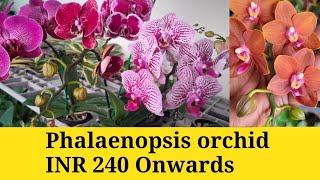 🔥How to Propagate Phalaenopsis Orchids & Buy them Cheaply.Low Budget Plant Tips.Salu Koshy ❤️