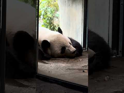 #上野動物園 #パンダ