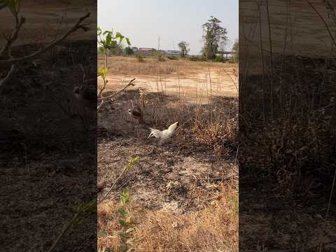 Eagle Fly Down Hunt Their Pray Without Mercy #shortvideo #subscribe #youtubeshorts #video #like