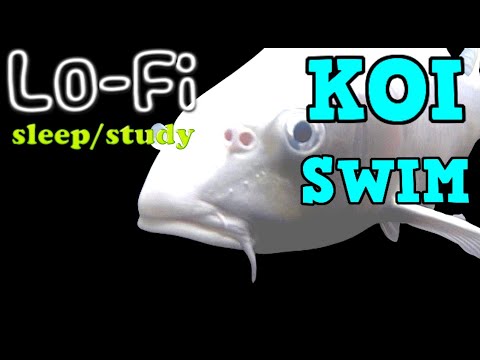 KOI SWIM Ep19 [ LoFi ]  STUDY / SLEEP ZZzzz KOI SWIM Ep19 [ LoFi ]  STUDY / SLEEP ZZzzz showcases BEAUTIFUL koi swimming in SLOW MOTION with stu