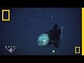 Barel Fish Characteristics and Adaptations