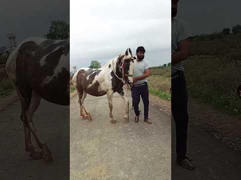 Royal Horse Dance in Wedding #horse #horseriding #shorts #ytshorts #horsedance