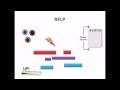 RFLP Techniques and DNA Analysis