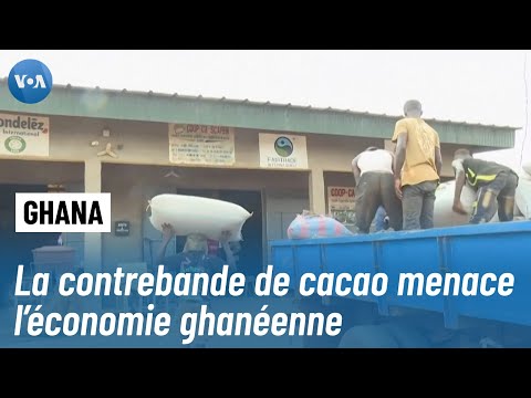 Ghana : Le cacao, une richesse en péril face à la contrebande