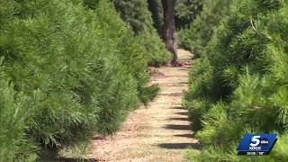 YouTube video thumbnail: Oklahoma Christmas Tree Farm Battles Heat and Drought to Prepare for Holiday Season