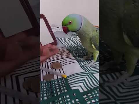 Mitthu is live Now #mittumittu #talkingparrot #parrotvoice