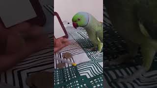 Mitthu is live Now #mittumittu #talkingparrot #parrotvoice