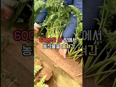 6000만원 시골땅에서 농산물 가져간 사람의 정체