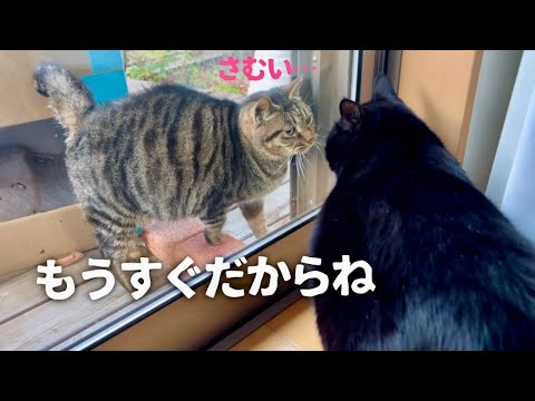 庭にやってくる最後の地域猫を保護しました！