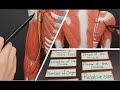 Muscle Anatomy and Function