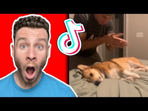 The funniest Corgi dog TikTok moments you can't miss