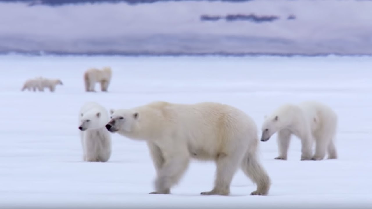 Film Crew Surrounded by 13 Wild Polar Bears BBC Earth