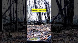 Tom Turkey Lets Out a Thunderous Gobble Call #shorts #turkey #turkeyhunting #turkeycall