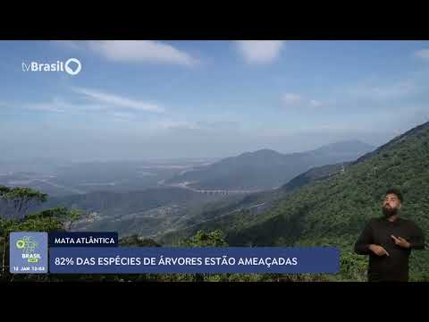 Mais de 80% das espécies de árvores da Mata Atlântica estão ameaçadas de extinção