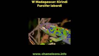#Furcifer #labordi, #wildlife #Kirindi, W #Madagascar #chameleon #reptiles #animals #lizard