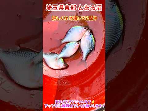 【埼玉縣東部】釣り調査 #釣りガール #タナゴ釣り