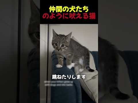 自分の仲間の犬みたいに吠える猫