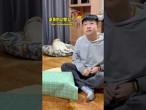 下次吃东西还是得隐蔽一点...Next time I eat something, I gotta hide it better...#搞笑汪驾到#萌寵#寵物#搞笑#拉布拉多 #doglover