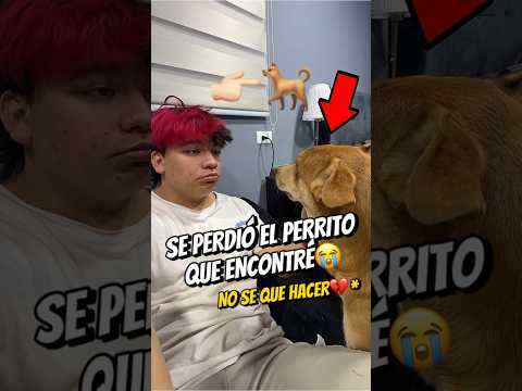 SE PERDIÓ EL PERRITO QUE ENCONTRÉ? ESPERO TENGA APOYO? @soyandreyhenao #shortsviral