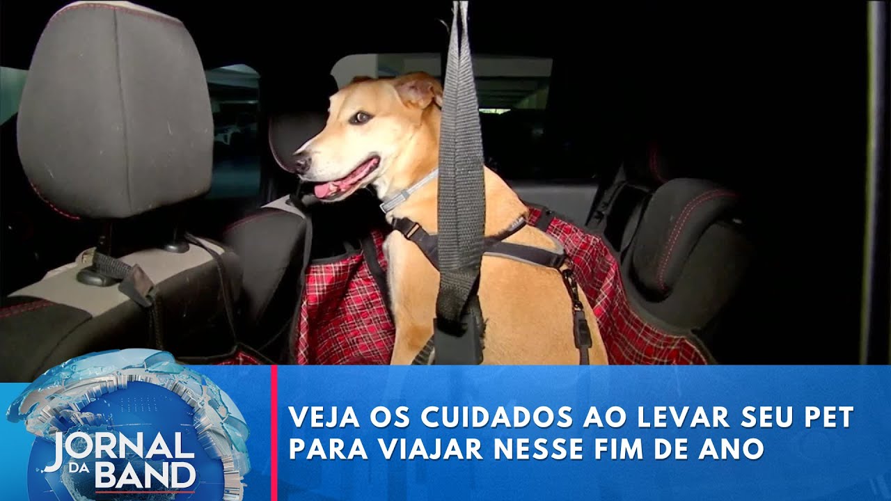 Veja os cuidados com os pets nas viagens | Jornal da Band