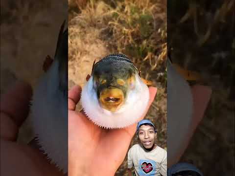 Funny Dubbing || Ikan buntal gemoy bikin gemes ๐