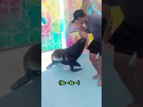 人間をからかうアシカ
