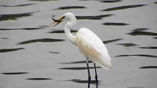 黄嘴白鹭 Egretta eulophotes