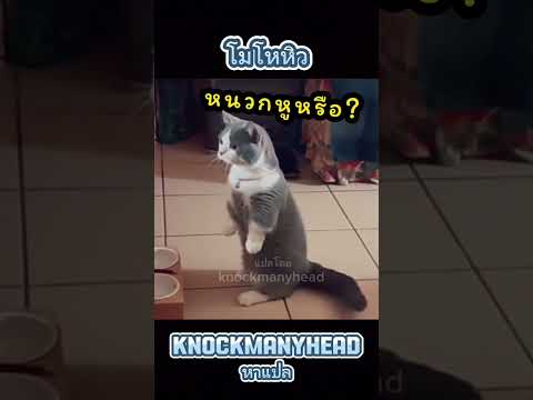 รีบไปเอามา!!! # ทาสแมว #แมวฮา #แมวฮา #แมวตลก #fny