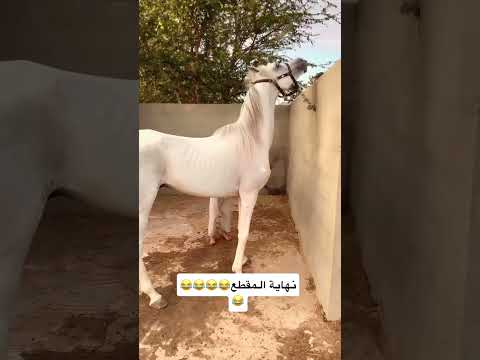 #الخيل_العربية_الأصيلة #equestrianjourney #خيل #horse #sterstallion #اكسبلور #الخيل #حصان #arabianho