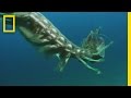 Mantis Shrimp Behavior and Adaptations