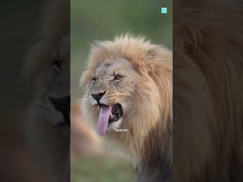 AZ#YouTube# number 1# video