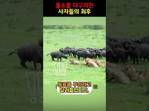 물소의 다구리를 겪은 사자의 충격적인 반응