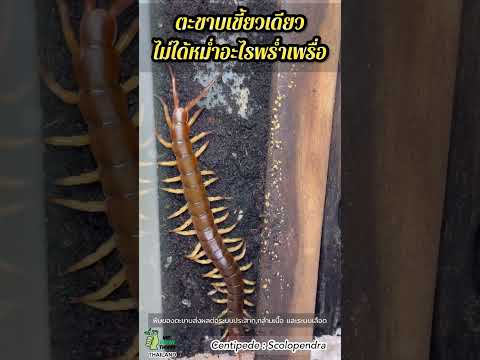 ตะขาบเขี้ยวเดียว! ไม่ได้หม่ำอะไรพร่ำเพรื่อ #ตะขาบ #centipede