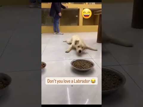 Labrador 😅😅😅@globalpetsclinic