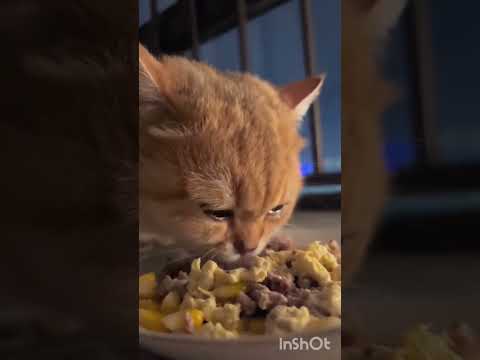 SEDEKAH KEPADA KUCING DIBALAS ALLAH DENGAN KEBAIKAN BERKALI- KALI LIPAT