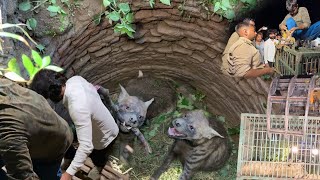 हैरतअंगेज कारनामा, कुएं में गिरे 2 खूंखार जानवर का रेस्क्यू कैसे किया! Dangerous Hyena Animal Rescue