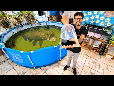 GANHEI UM NOVO PEIXE MONSTRO SUPER CARNÍVORO 🍖