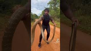 CATCHING A KING COBRA 🐍😱 | THE REAL TARZANN TIKTOK
