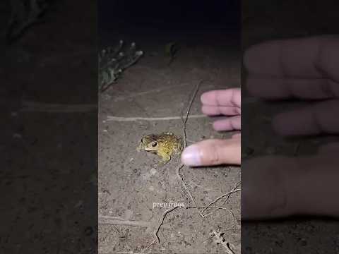 #TIMELAPSE, START to FINISH Alone BUILDLOG Cabin 🐸🐸 #frog #frogs #shortsfeed  #shorts