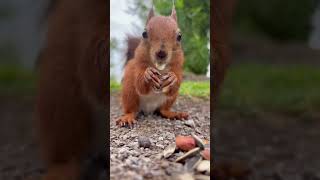 little red squirrel having a snack