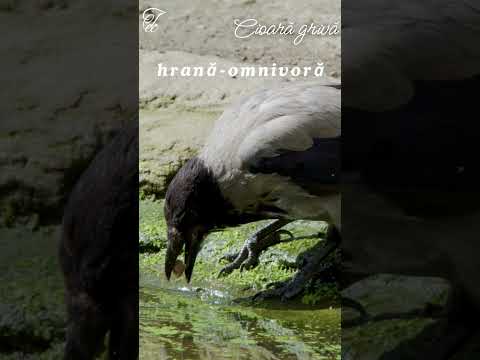 #Cioară grivă # Păsări din fauna României- Ep 51
