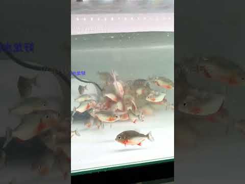 Cá piranha ăn thịt con mồi nhanh tới mức nào