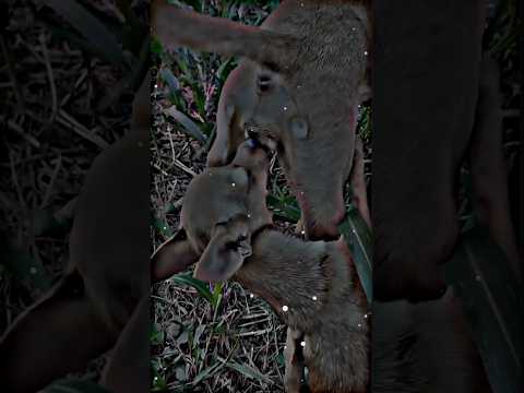 1 Md views #puppy #animals #dog #subscribe #shorts #petdog #ytshorts #like #love #doge