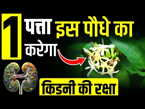 🌿#1 पत्ता इस पौधे का💚 करेगा किडनी की रक्षा | 📞#9821929494 | Ayurvedic Medicine for Kidney | #kidney