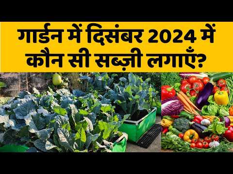 गार्डन में दिसंबर 2024 में कौनसी सब्ज़ी लगाएँ? December Me Konsi Sabji Lagaye | December ki sabji