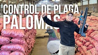 5 minutos de Control de plaga de Palomas en Galpón de papas
